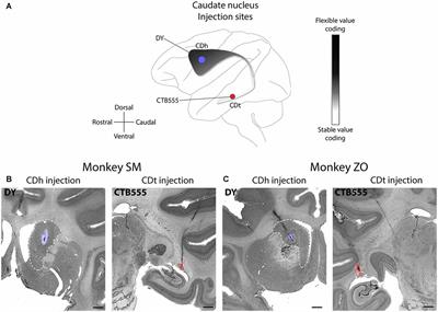 Flexible and Stable Value Coding Areas in Caudate Head and Tail Receive Anatomically Distinct Cortical and Subcortical Inputs